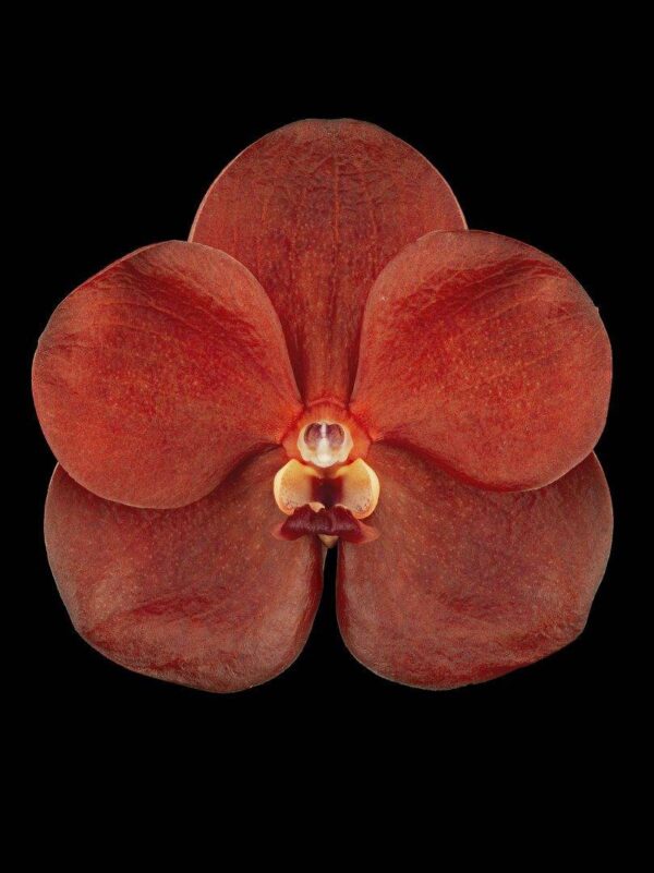 Ascda Fuchs Sunkist Orange Glow Bloom Fine Art Orchid Print Ascda Fuchs Sunkist Orange Glow Bloom by Kevin G Saunders