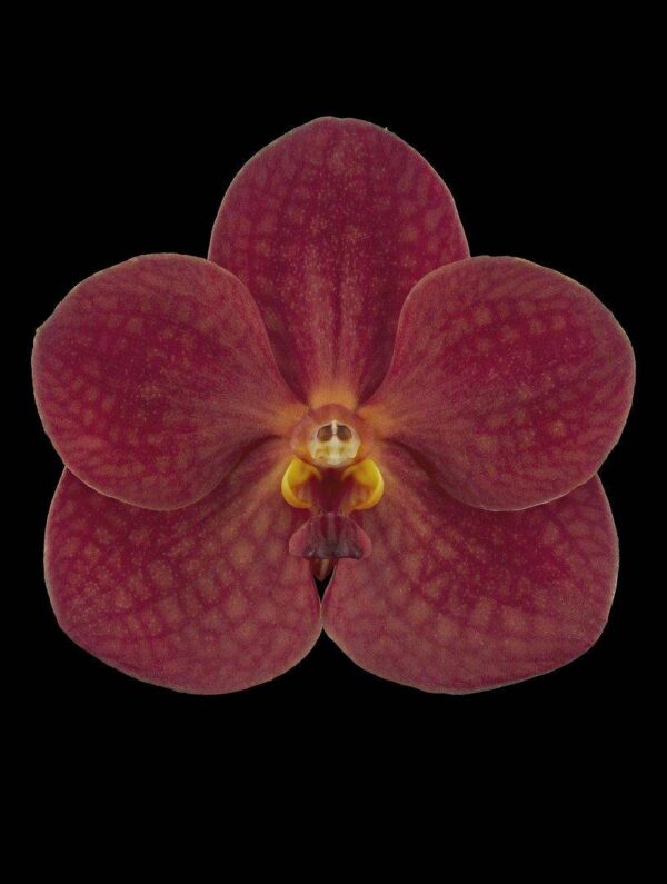 Ascda John de Biase Angela Bloom Fine Art Orchid Print Ascda John de Biase Angela Bloom by Kevin G Saunders