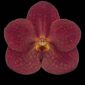 Fine Art Orchid Print Ascda John de Biase Angela Bloom by Kevin G Saunders
