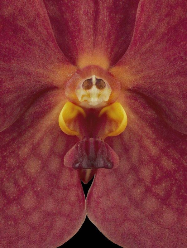 Ascda John de Biase Angela Bloom Close Fine Art Orchid Print Ascda John de Biase Angela Bloom Close by Kevin G Saunders