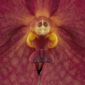 Fine Art Orchid Print Ascda John de Biase Angela Bloom Close by Kevin G Saunders