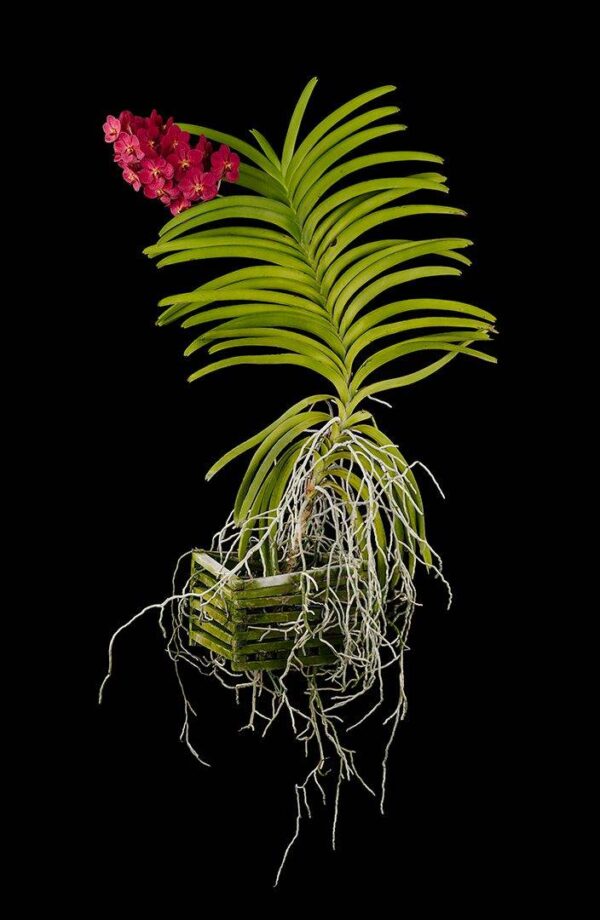 Ascda John de Biase Angela Plant Fine Art Orchid Print Ascda John de Biase Angela Plant by Kevin G Saunders