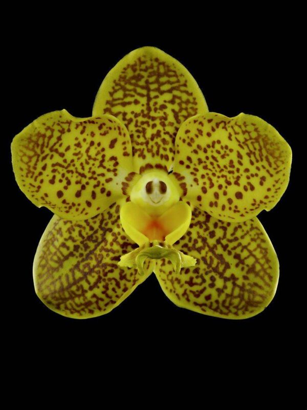 Ascda Kirk Hoo Yellow Dragon Bloom Fine Art Orchid Print Ascda Kirk Hoo Yellow Dragon Bloom by Kevin G Saunders