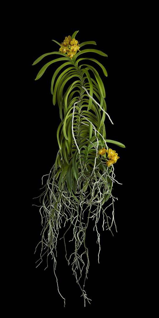 Ascda Kirk Hoo Yellow Dragon Plant Fine Art Orchid Print Ascda Kirk Hoo Yellow Dragon Plant by Kevin G Saunders