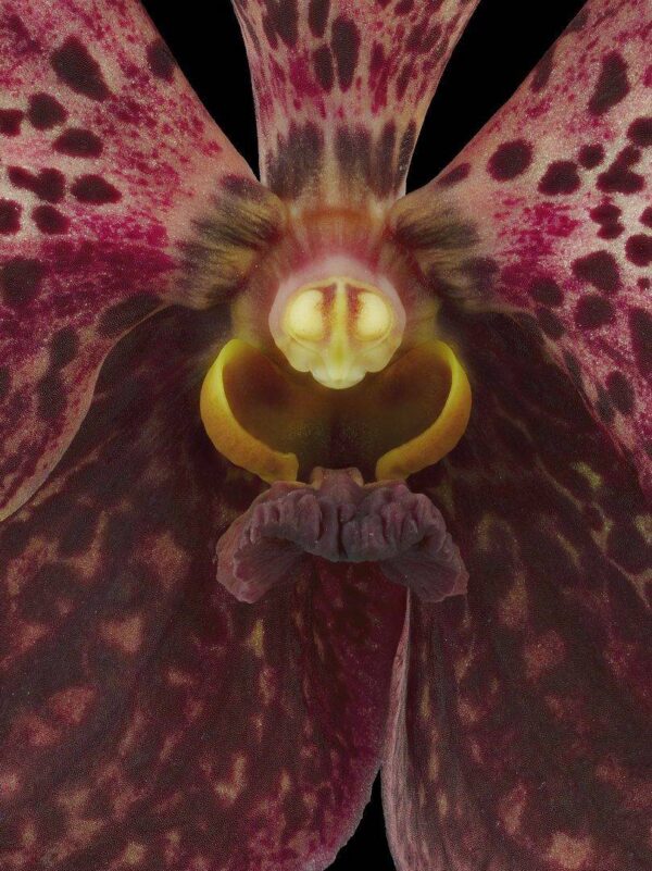 Ascda Tony Viggiani Bloom Close Up photographed by Kevin G Saunders. Fine Art Orchid Print Ascda Tony Viggiani Bloom Close by Kevin G Saunders