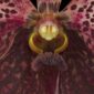 Fine Art Orchid Print Ascda Tony Viggiani Bloom Close by Kevin G Saunders