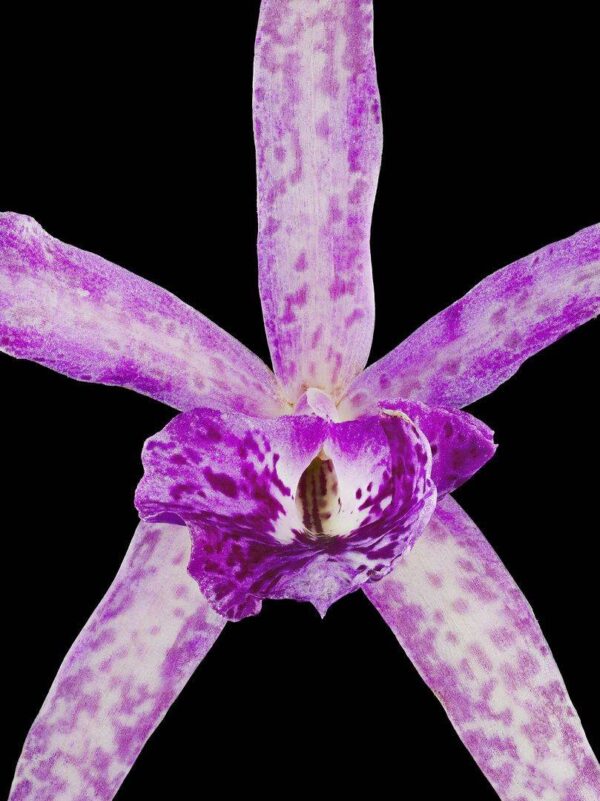 BC Makai Louise AM AOS Bloom Close Fine Art Orchid Print Bc Makai Louise AM AOS Bloom Close by Kevin G Saunders