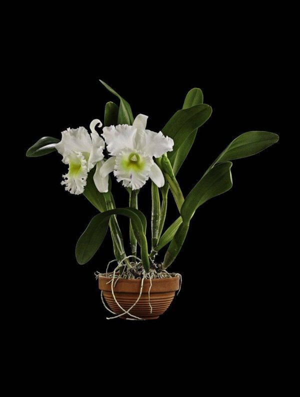 Bc. Pastoral Innocence AM/AOS Plant photographed by Kevin G Saunders. Fine Art Orchid Print Bc Pastoral Innocence AM AOS Plant by Kevin G Saunder