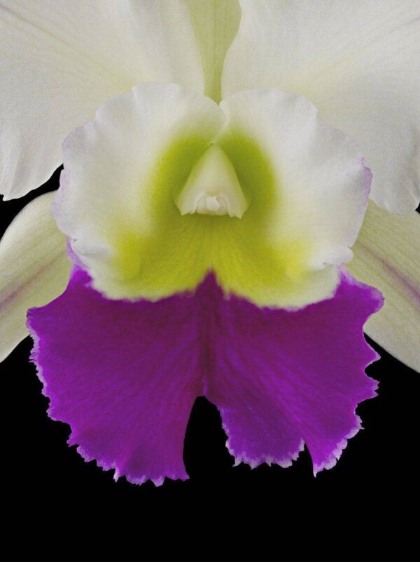 Rhyncholaeliocattleya Hawaiian Wizard Carmela Bloom Close Fine Art Orchid Print Rhyncholaeliocattleya Hawaiian Wizard Bloom Close by Kevin G Saunders