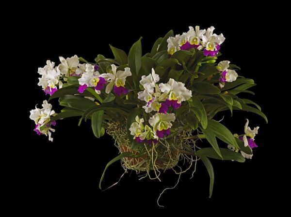 Rhyncholaeliocattleya Hawaiian Wizard Carmela Plant Fine Art Print Rhyncholaeliocattleya Hawaiian Wizard Plant by Kevin G Saunders