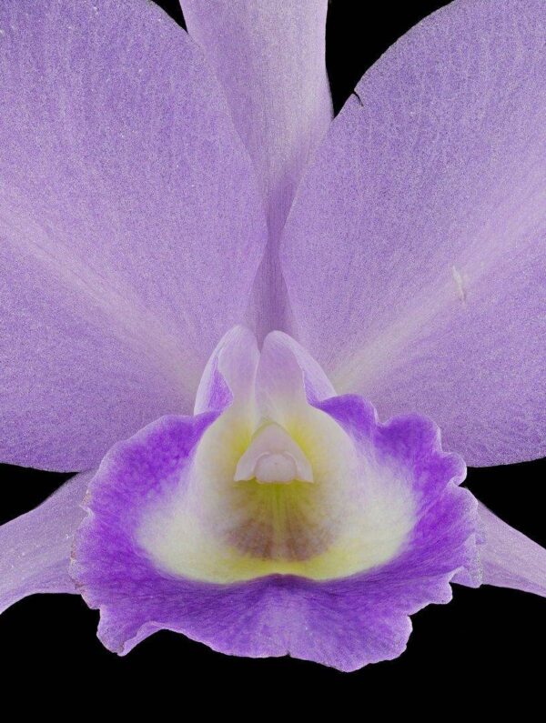 Cattleya Portia Coerulea Sir Jeremiah Coleman Bloom Close Fine Art Orchid Print Cattleya Portia coerulea 'Sir Jeremiah Coleman' Bloom Close by Kevin G Saunders