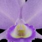 Fine Art Orchid Print Cattleya Portia coerulea 'Sir Jeremiah Coleman' Bloom Close by Kevin G Saunders