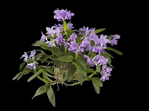 Cattleya Portia Coerulea Sir Jeremiah Coleman Plant Fine Art Orchid Print Cattleya Portia coerulea 'Sir Jeremiah Coleman' Plant by Kevin G Saunders