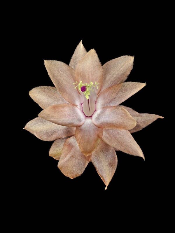 Christmas Cactus Bloom photographed by Kevin G Saunders. Fine Art Print Christmas Cactus Bloom by Kevin G Saunders