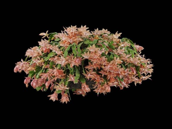 Christmas Cactus Plant Fine Art Print Christmas Cactus Plant by Kevin G Saunders