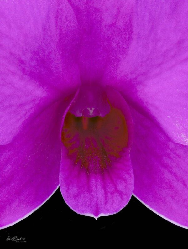 Dendrobium Compactum Bloom Close Fine Art Orchid Print Dendrobium Compactum Bloom Close by Kevin G Saunders