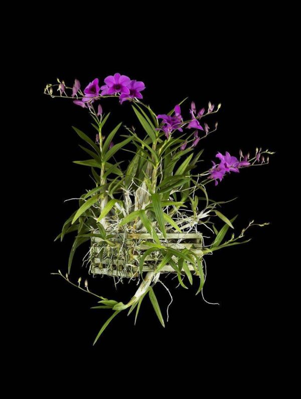 Dendrobium Compactum Plant photographed by Kevin G Saunders. Fine Art Orchid Print Dendrobium Compactum Plant by Kevin G Saunders