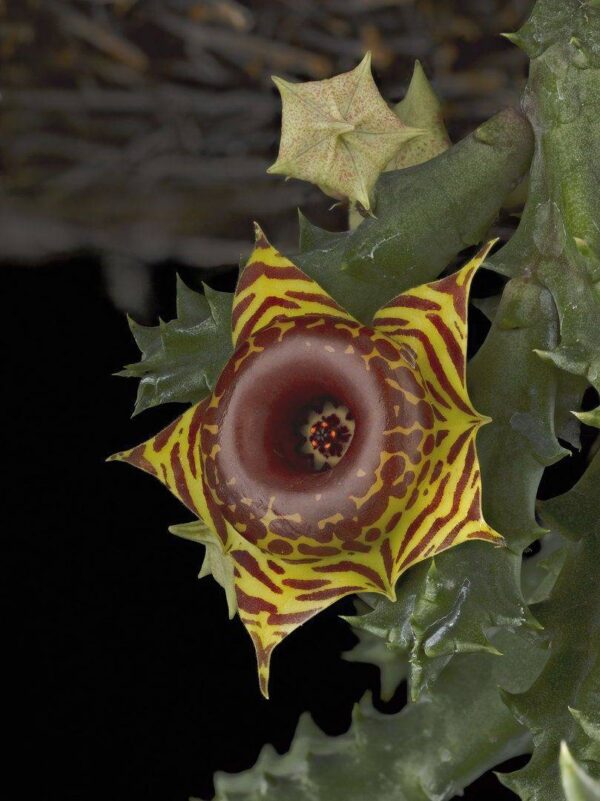 Huernia Confusa Bloom Fine Art Orchid Print Huernia Confusa Bloom by Kevin G Saunders