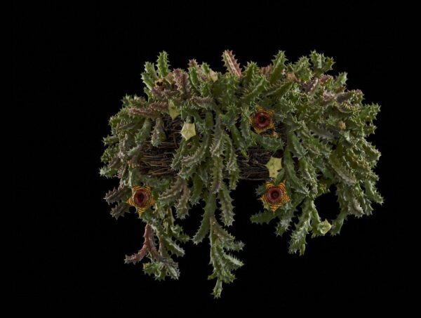 Huernia Confusa Plant Fine Art Orchid Print Huernia Confusa Plant by Kevin G Saunders