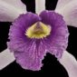 Fine Art Orchid Print Laeliocattleya C G Roebling Bloom Close by Kevin G Saunders