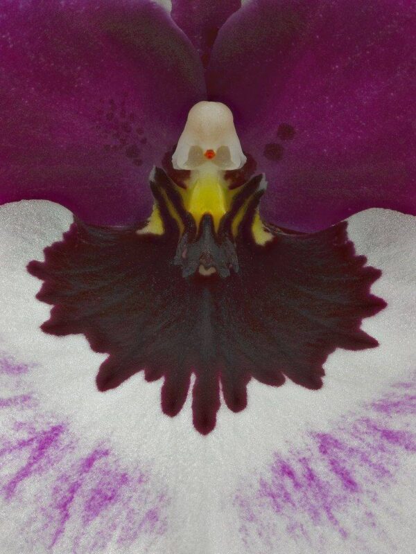 Miltoniopsis Bloom Close Fine Art Print Miltoniopsis Bloom Close by Kevin G Saunders