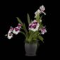 Fine Art Print Miltoniopsis Plant by Kevin G Saunders
