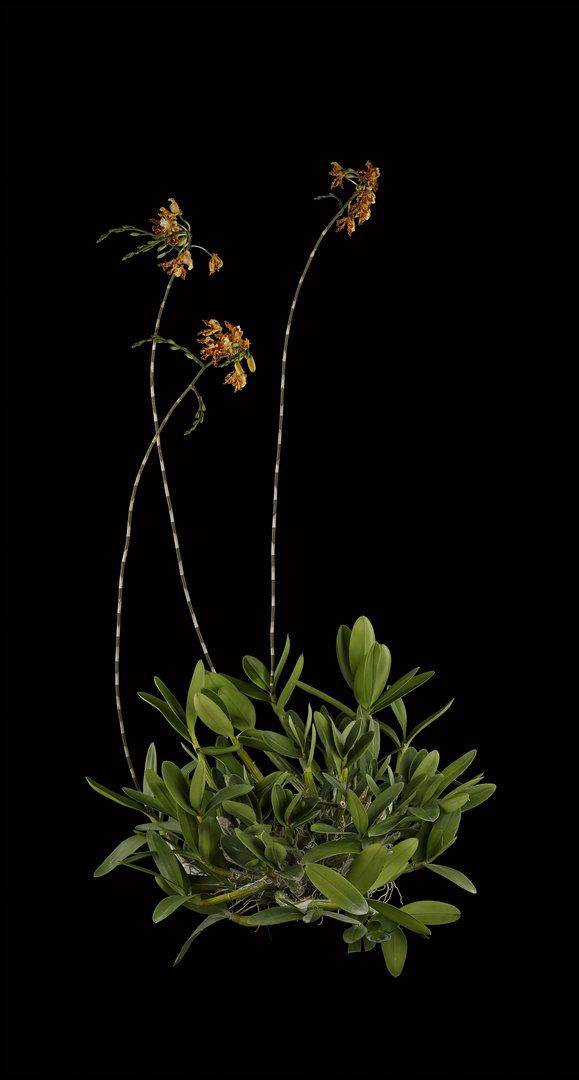 Myrmecophila Brysiana Plant Fine Art Print Myrmecophila Brysiana Plant by Kevin G Saunders