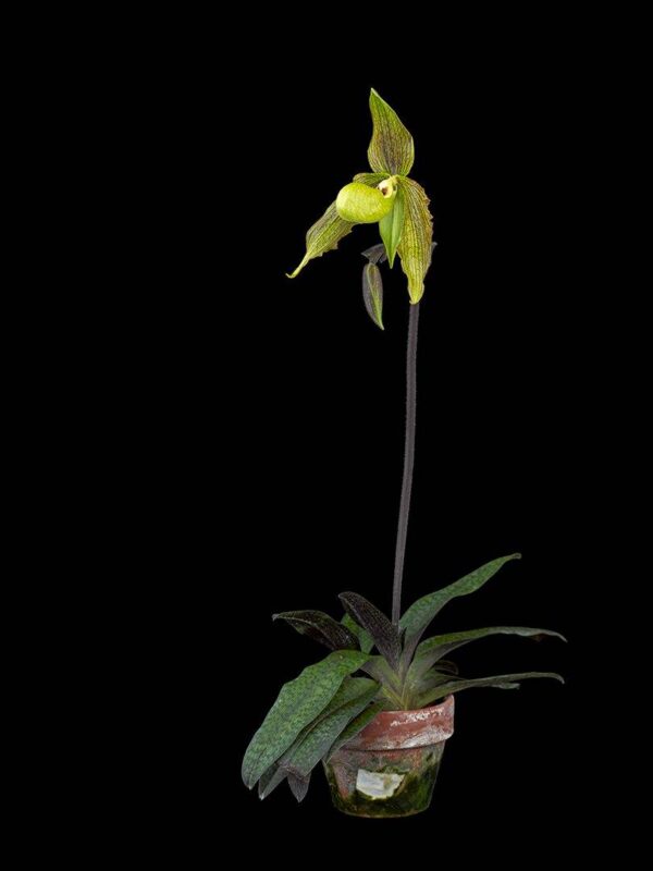 Paphiopedilum Its Doll Plant View 2 Fine Art Print Paphiopedilum It's Doll Plant View 2 by Kevin G Saunders