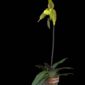 Fine Art Print Paphiopedilum It's Doll Plant View 2 by Kevin G Saunders