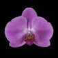 Fine Art Print Phalaenopsis Pantone Pink Bloom by Kevin G Saunders