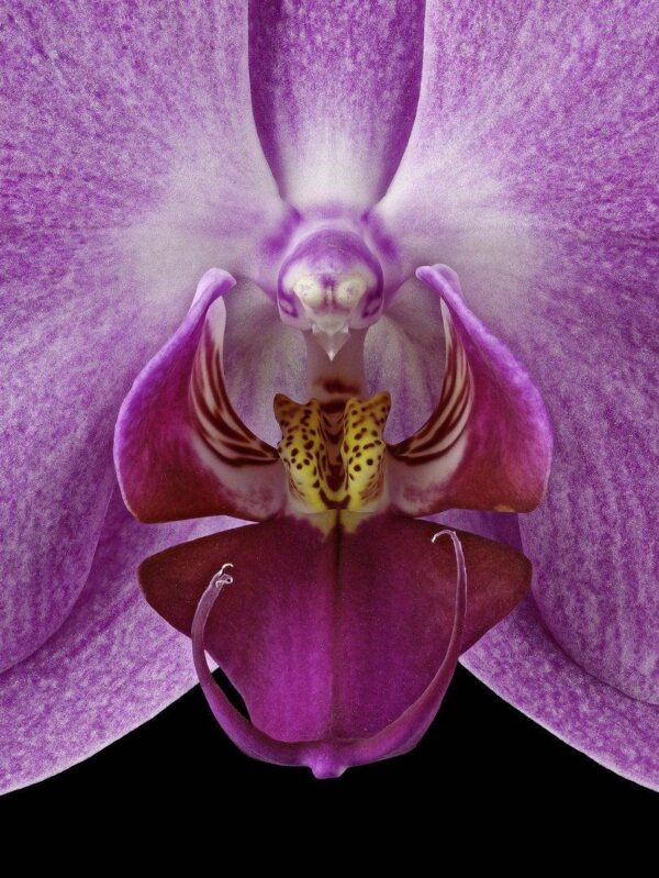 Phalaenopsis Pantone Pink Bloom Close Up Fine Art Print Phaleonopsis Pantone Pink Bloom Close by Kevin G Saunders