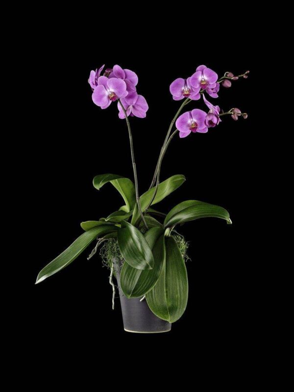 Phalaenopsis Pantone Pink Plant Fine Art Print Phalaenopsis Pantone Pink Plant by Kevin G Saunders