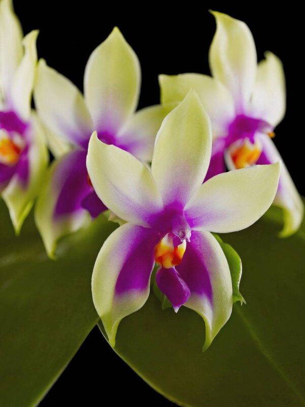 Phalaenopsis Violacea Var Borneo Fine Art Print Phalaenopsis Violacea Var Borneo Blooms by Kevin G Saunders
