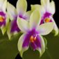 Fine Art Print Phalaenopsis Violacea Var Borneo Blooms by Kevin G Saunders