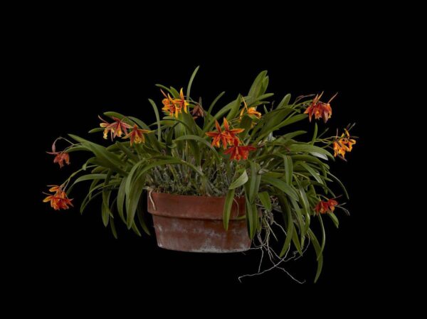 Potinara Hoku Gem Freckles Fine Art Print Potninary Hoku Gem Freckles Plant by Kevin G Saunders