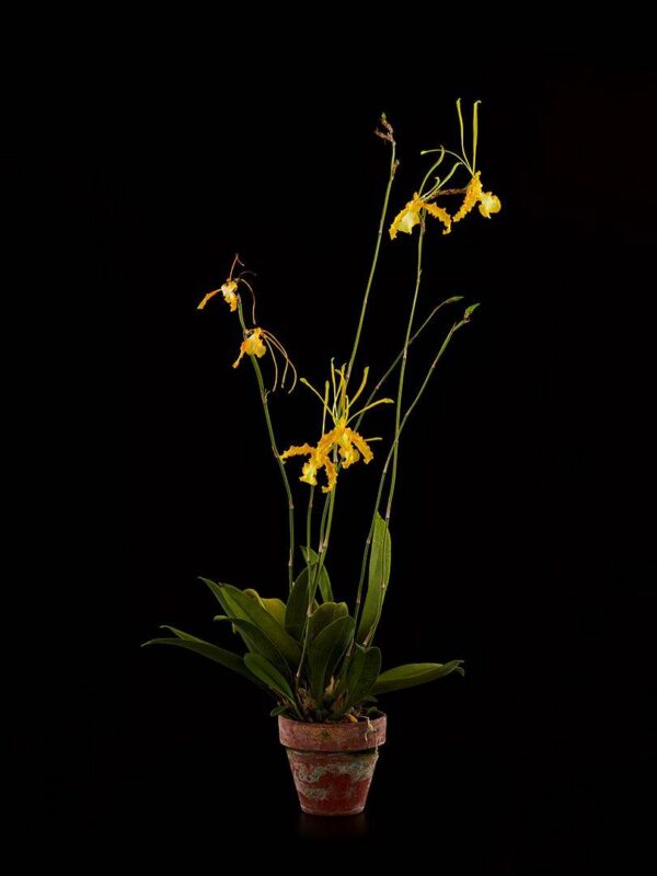 Psychopsis Papilio Var Alba Carmela Fine Art Print Psychopsis Papilio Var Alba Carmela Plant by Kevin G Saunders