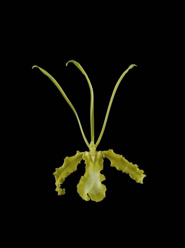 Psychopsis Papilio Var Alba Carmela Bloom Fine Art Print Psychopsis Papilio Var alba Carmela Bloom by Kevin G Saunders