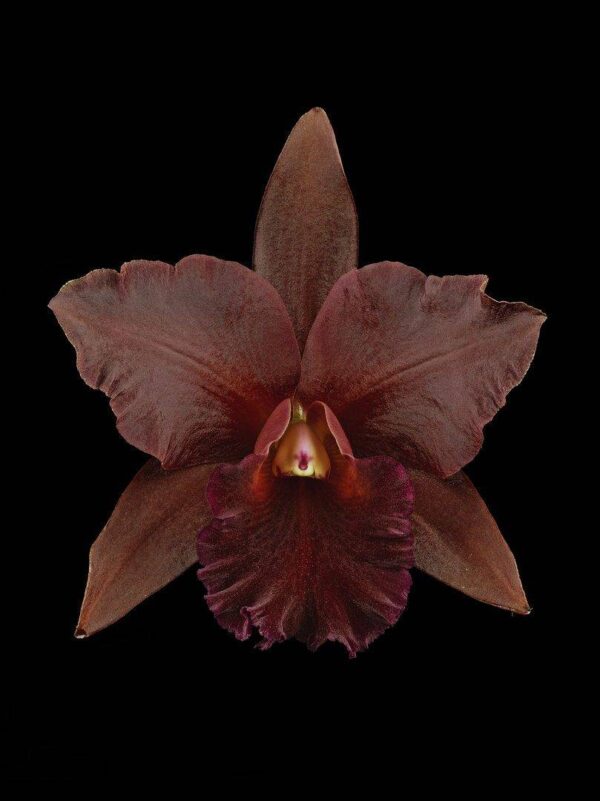 Rhyncattleanthe Memoria Mario Lanza Bloom Fine Art Print Rhyncattleanthe Memoria Mario Lanza Bloom by Kevin G Saunders