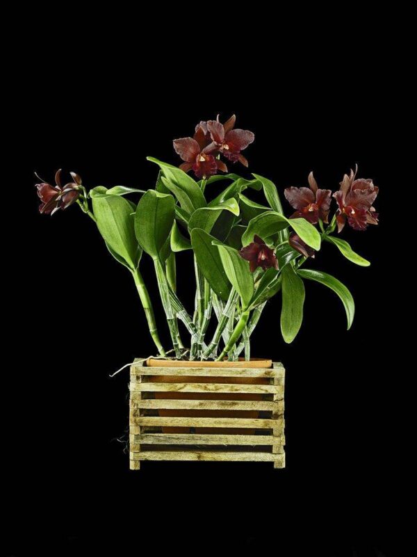 Rhyncattleanthe Memoria Mario Lanza Plant Fine Art Print Rhyncholaeliocattleya Memoria Mario Lanza Plant by Kevin G Saunders