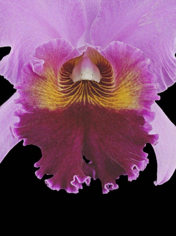 Rhyncholaeliocattleya Edwin Arthur Hausermann Bloom Close Fine Art Print Rhyncattleanthe Edwin Arthur Hausermann Bloom Close by Kevin G Saunders