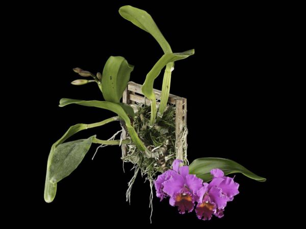 Rhyncholaeliocattleya Edwin Arthur Hausermann Plant Fine Art Print Rhyncholaeliocattleya Edwin Arthur Hausermann Plant by Kevin G Saunders