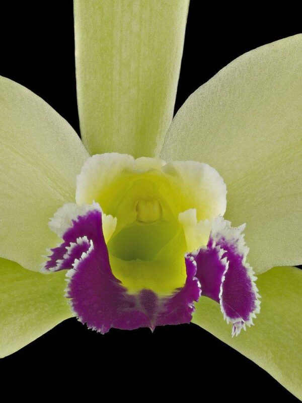Rhyncholaeliocattleya Greenwich Elmhurst Bloom Close Fine Art Print Rhyncholaeliocattleya Greenwhich Elmhurst Bloom Close by Kevin G Saunders