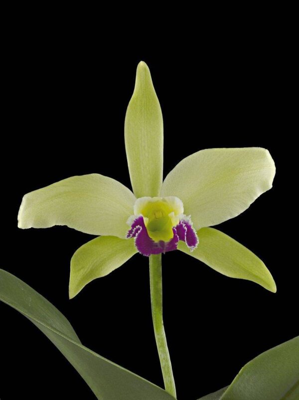 Rhyncholaeliocattleya Greenwich Elmhurst Bloom Fine Art Print Rhyncholaeliocattleya Greenwhich Elmhurst Bloom by Kevin G Saunders