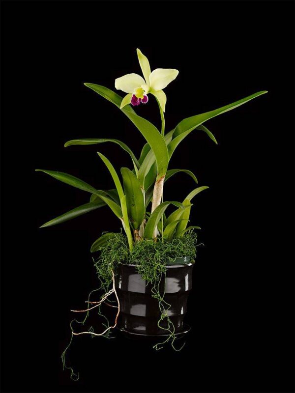 Rhyncholaeliocattleya Greenwich Elmhurst Plant Fine Art Print Rhyncholaeliocattleya Greenwhich Elmhurst Plant by Kevin G Saunders