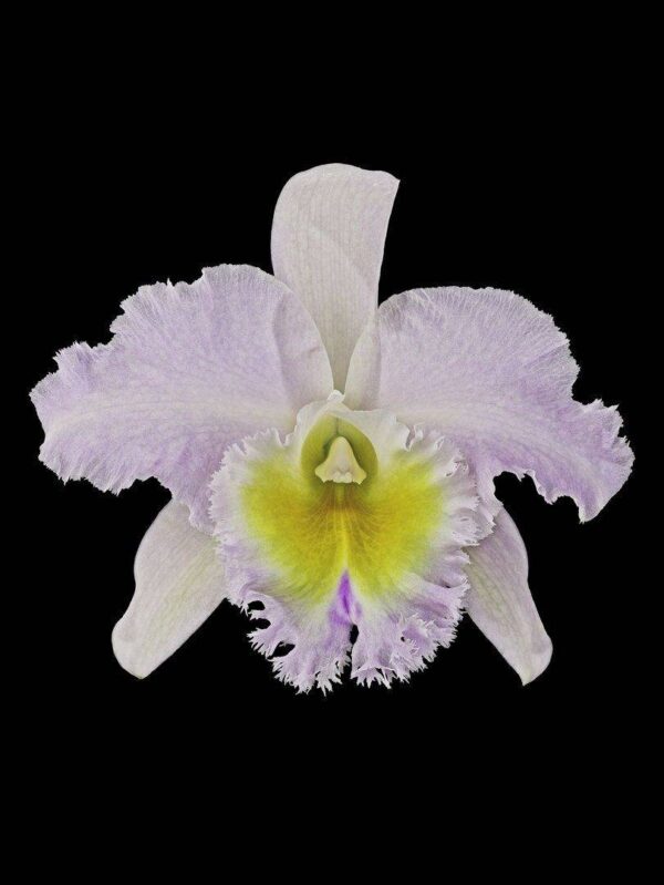 Rhyncholaeliocattleya Niña Consentida Bloom Fine Art Print Rhyncattleanthe Nina Consentida Bloom by Kevin G Saunders