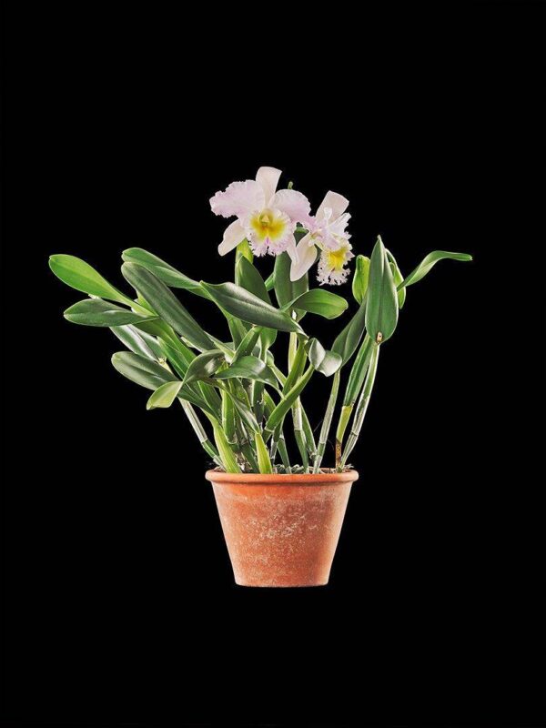 Rhyncholaeliocattleya Niña Consentida Plant Fine Art Print Rhyncattleanthe Nina Consentida Plant by Kevin G Saunders