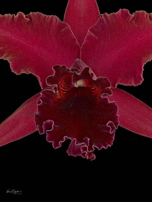 Rhyncholaeliocattleya Sharon King Yuki Bloom Close Fine Art Print Rhyncattleanthe Sharon King Yuki Bloom Close by Kevin G Saunders