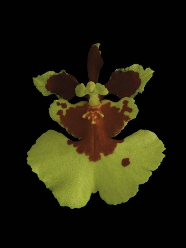 Tolumnia Golden Sunset Bloom Fine Art Print Tolu Golden Sunset Bloom by Kevin G Saunders