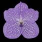 Fine Art Print Vanda Charlene Atkins Bloom by Kevin G Saunders