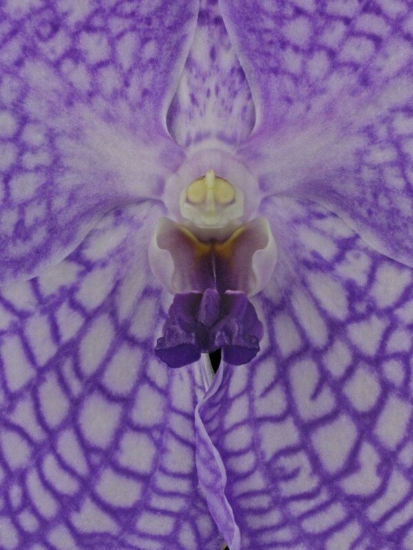 Vanda Charlene Atkins Bloom Close Fine Art Print Vanda Charlene Atkins Bloom Close by Kevin G Saunders